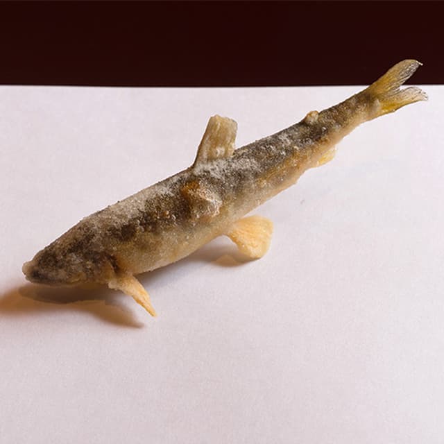 Tempura Kyoboshi: Meisterhaftes Tempura am Tresen