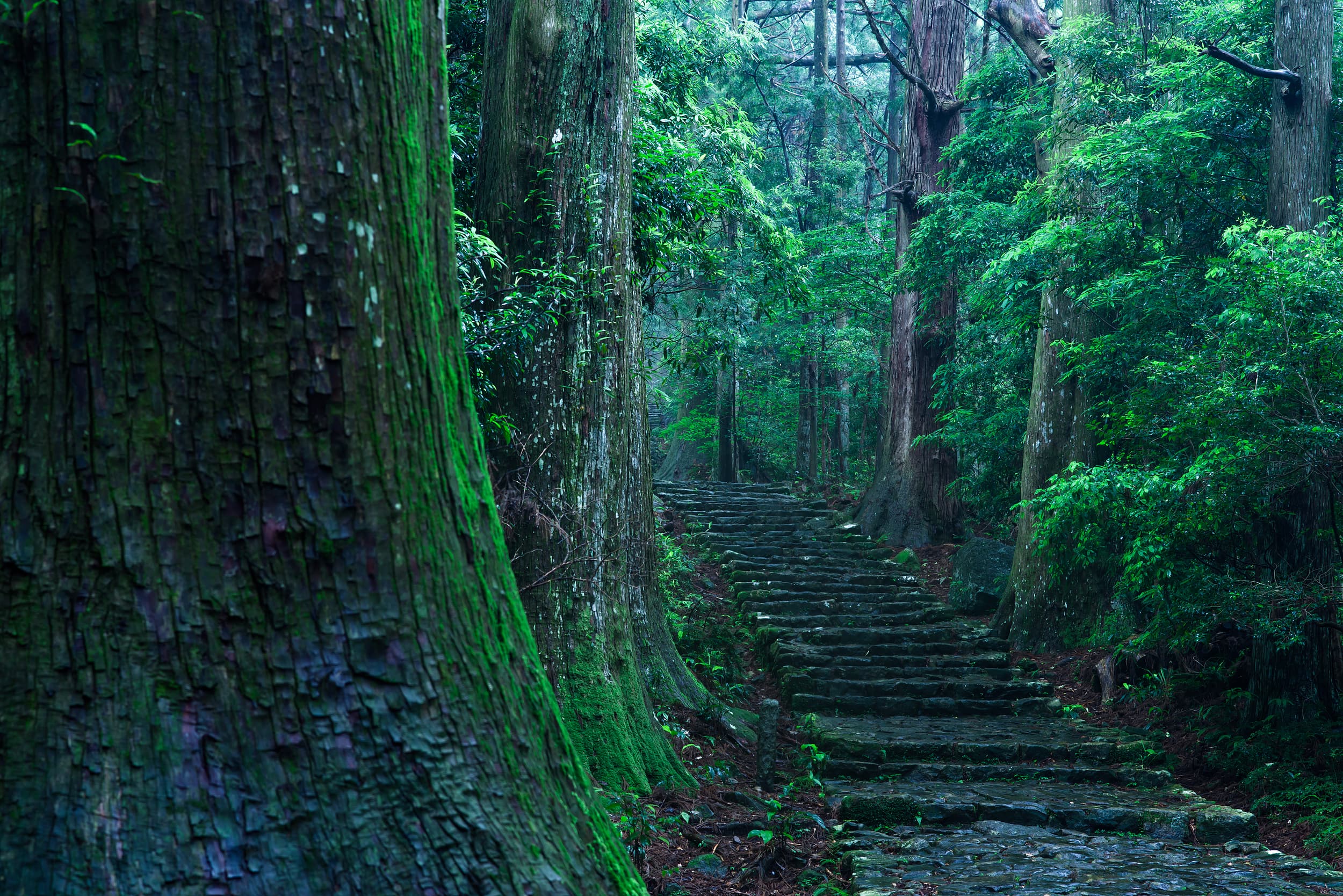 Kumano Kodo Nakahechi Pilgerweg