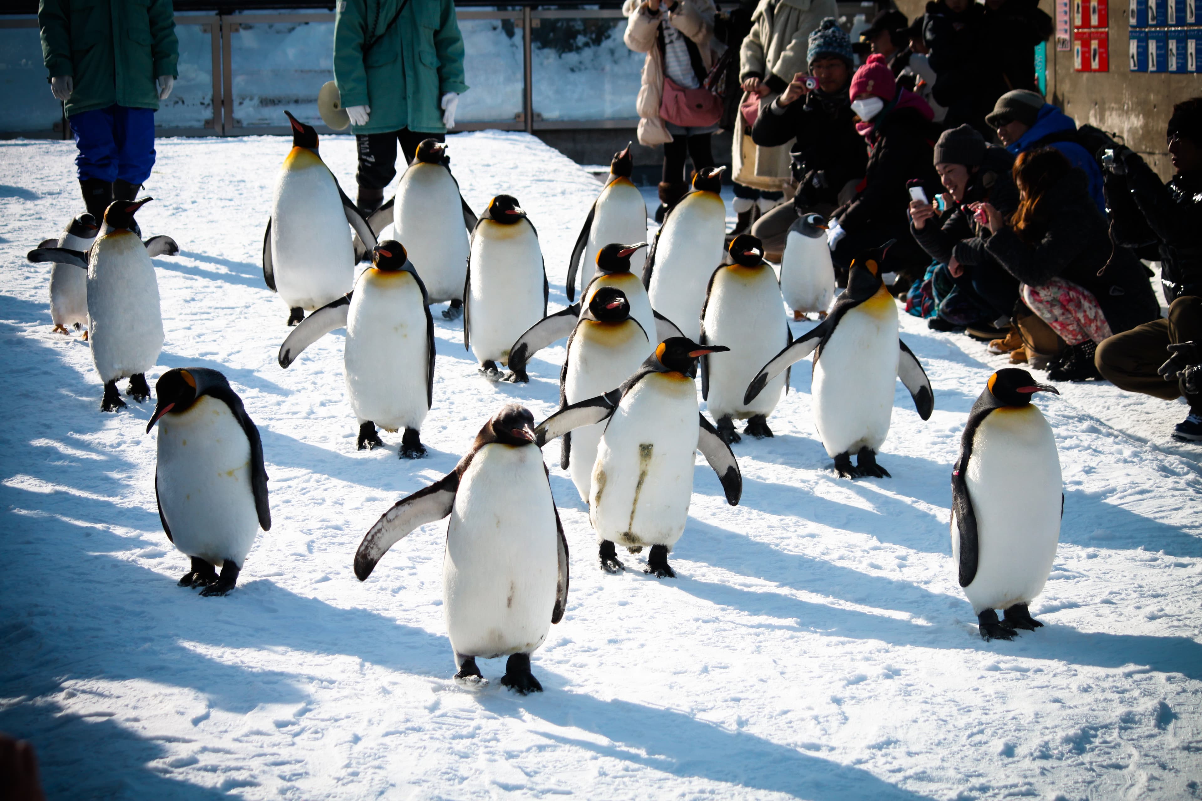 Asahiyama Zoo