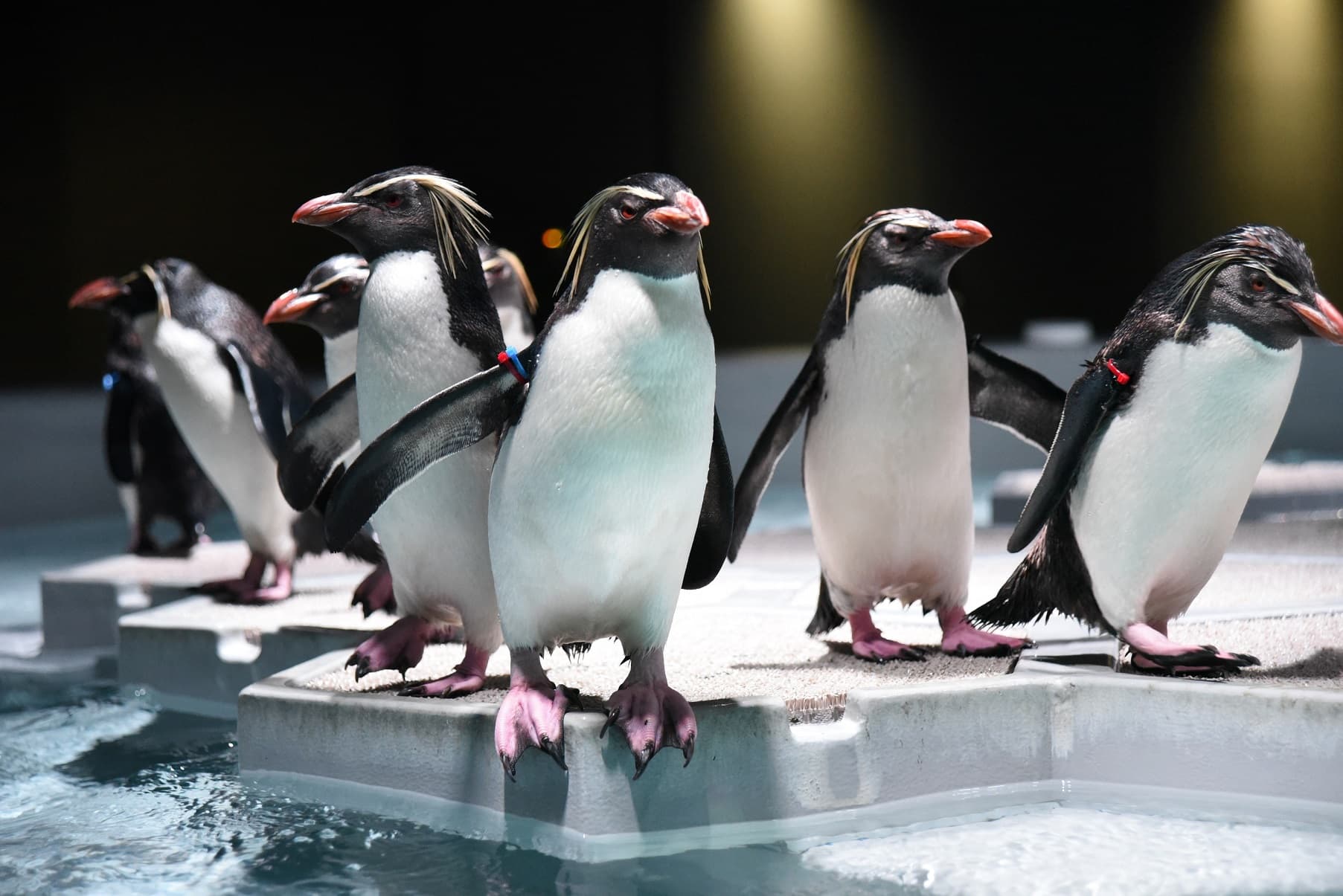 AOAO Sapporo Aquarium