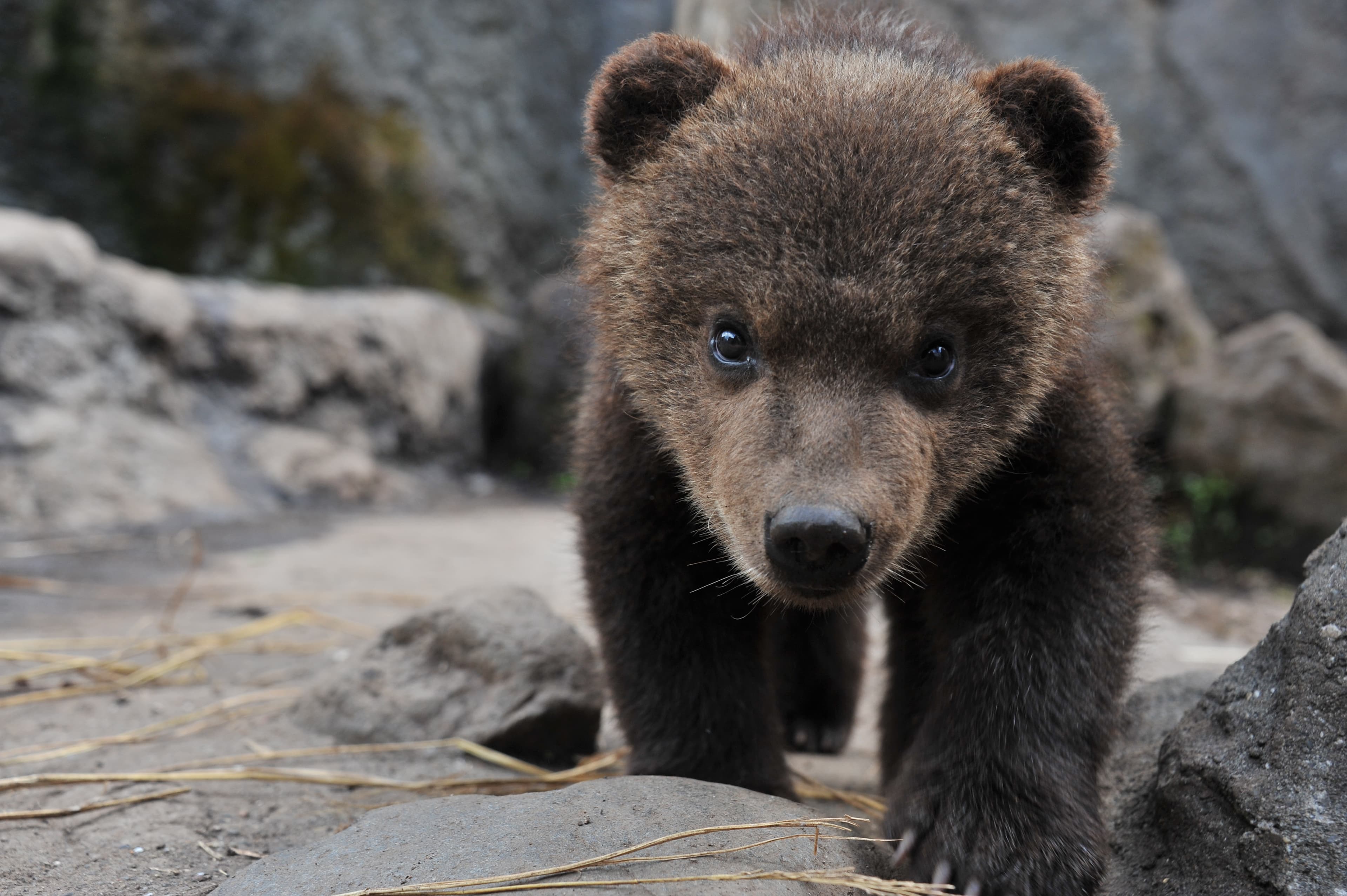 Bärenpark Noboribetsu
