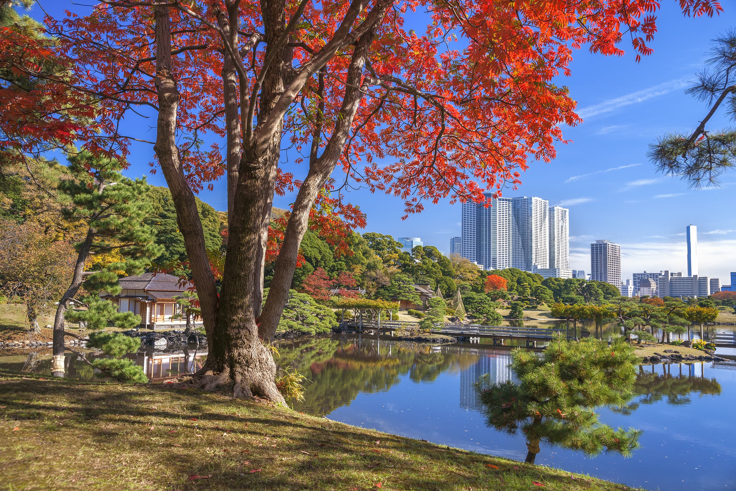 Hamarikyu Gardens cover image