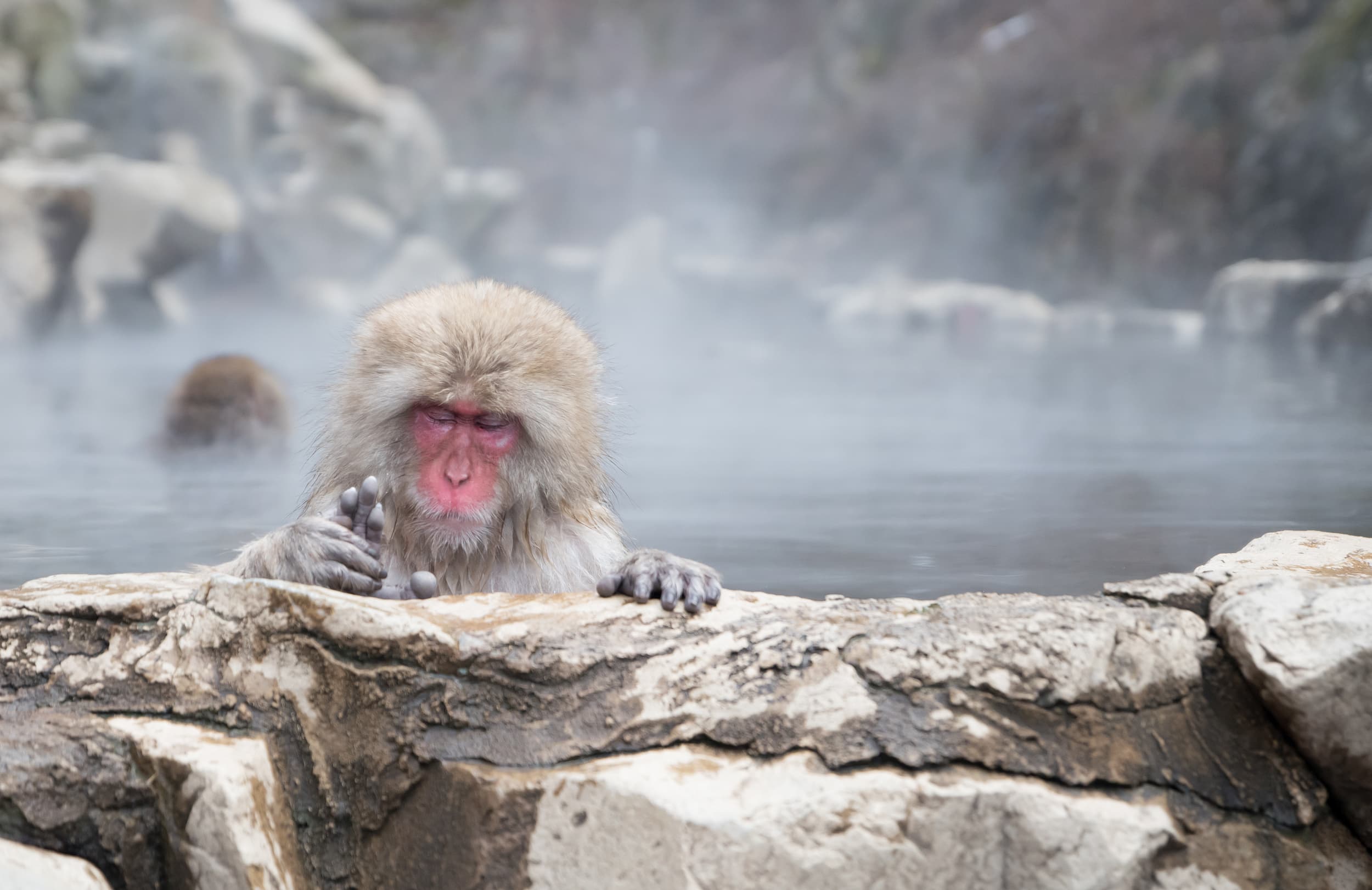 Jigokudani Affenpark