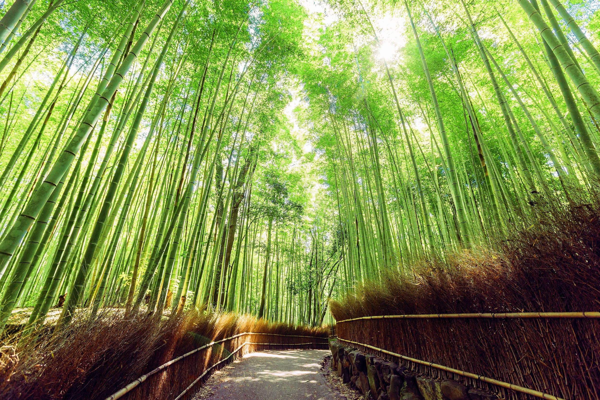 Arashiyama Bambuswald