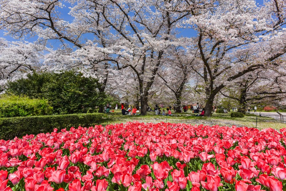 Botanischer Garten Kyoto