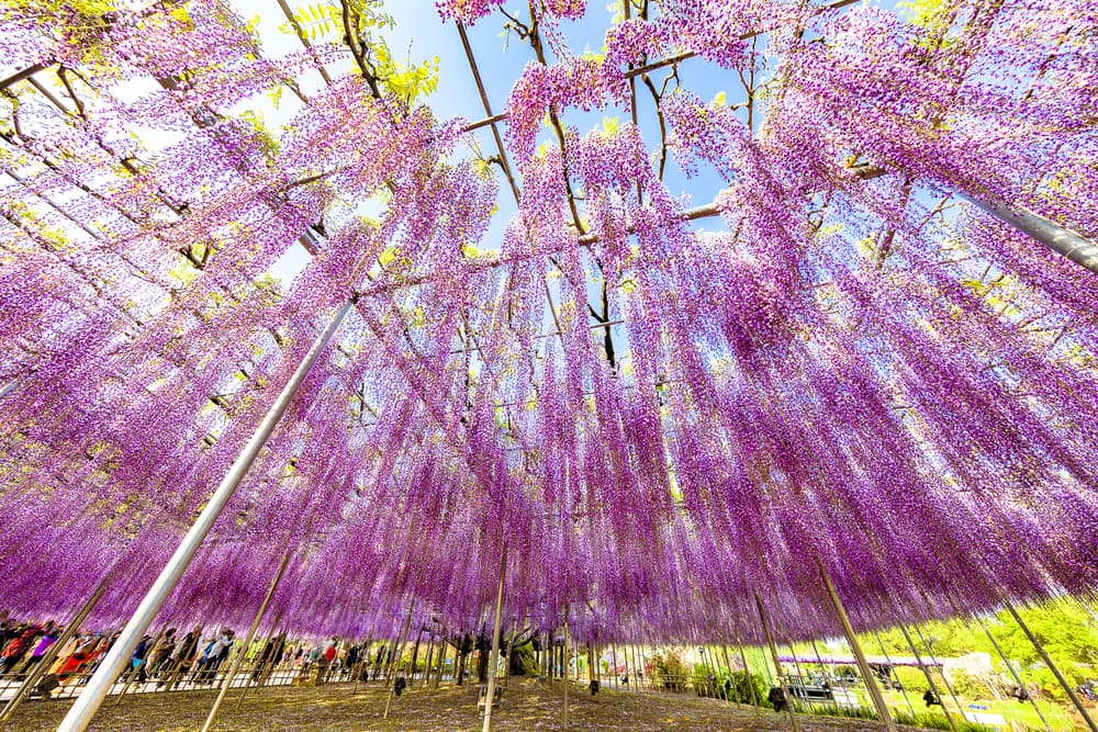 Ashikaga Flower Park