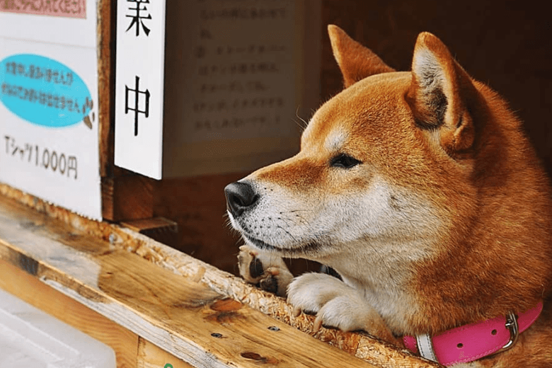 Hundestand für geröstete Süßkartoffeln