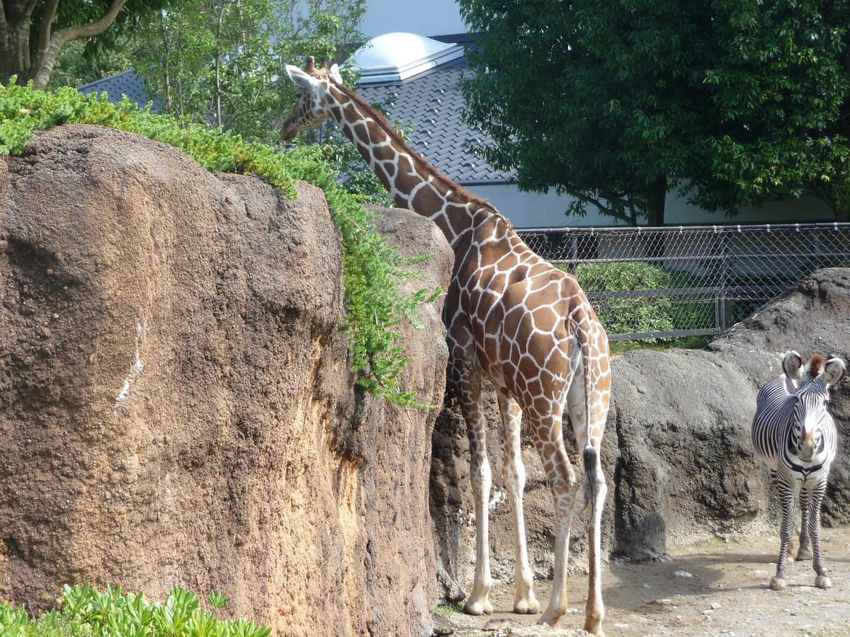 Ishikawa Zoo