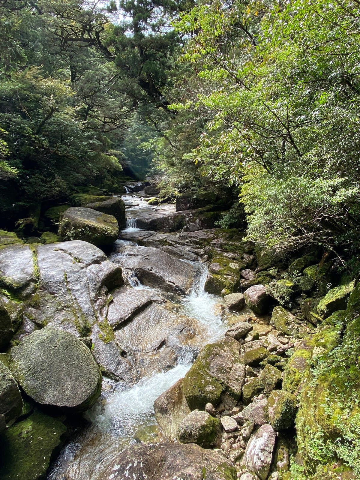 Yakusugi Land