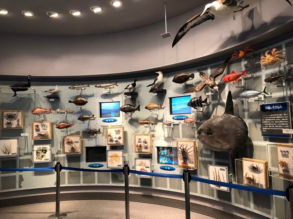 Küstenfiliale des Naturhistorischen Museums und Instituts Chiba
