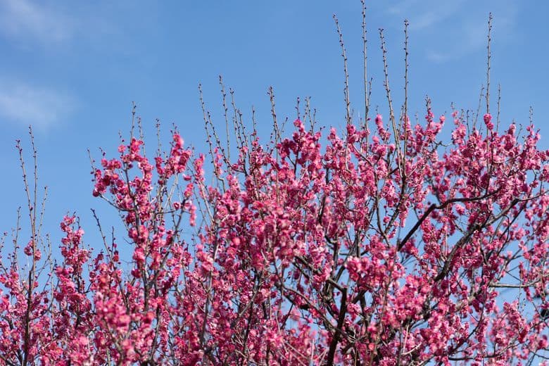 Hanegi Park cover image