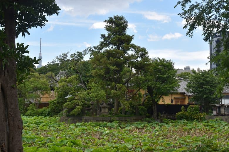 Shoden Island cover image