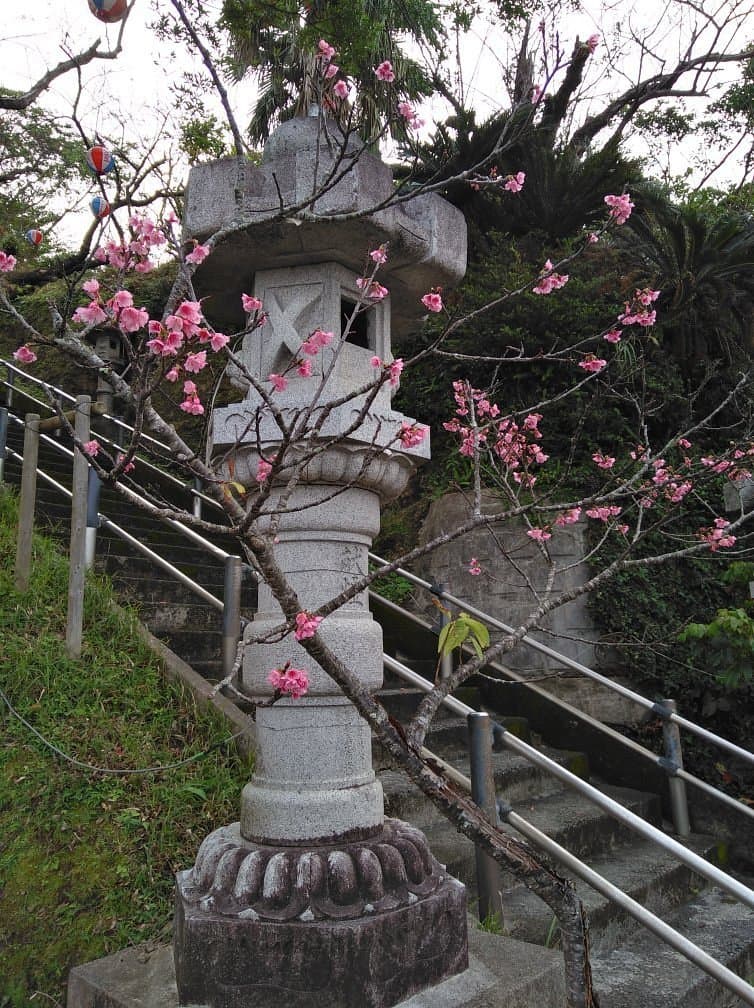 Nago Cherry Blossom Matsuri cover image