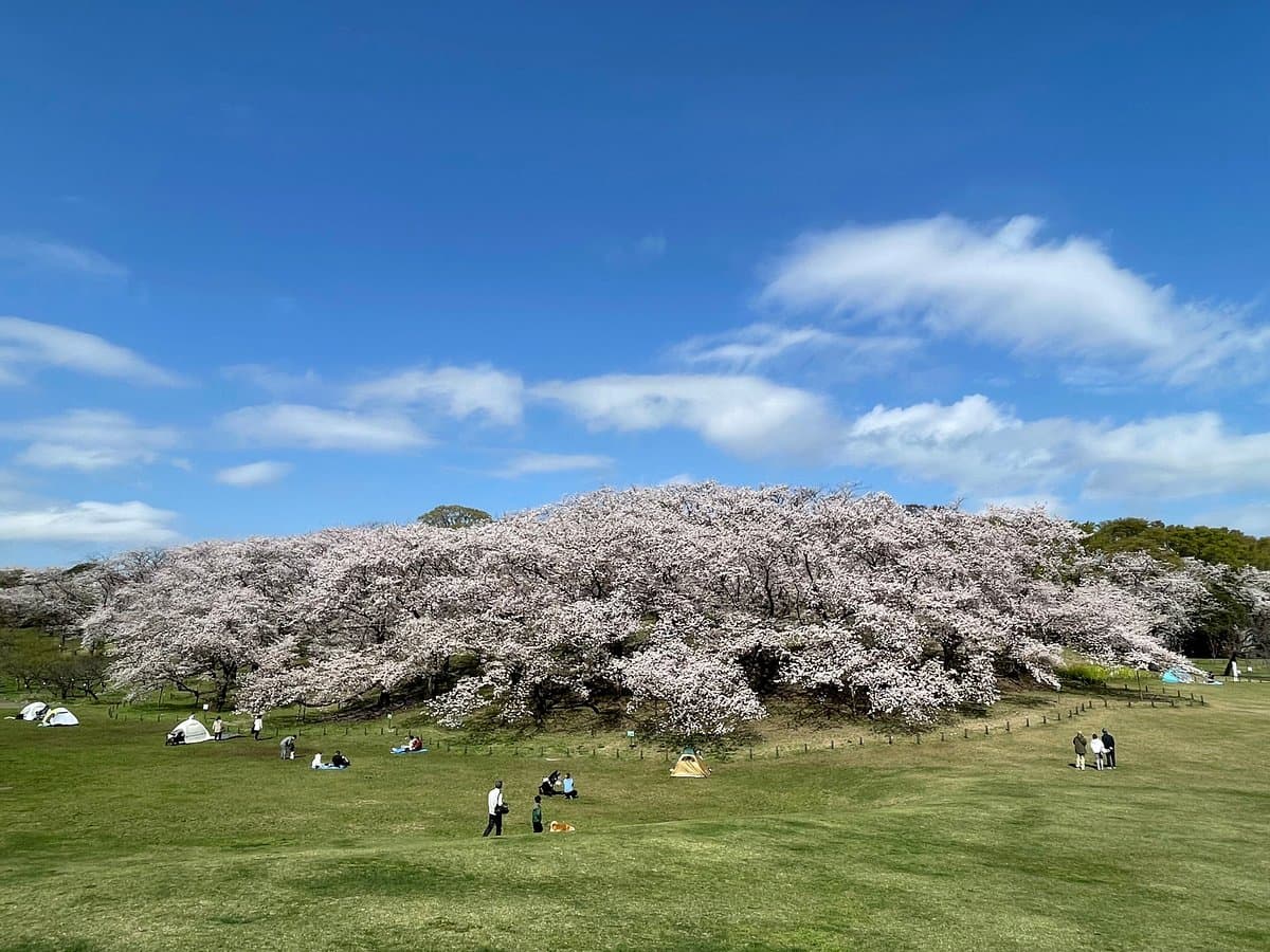 Yokohama Negishi Waldpark