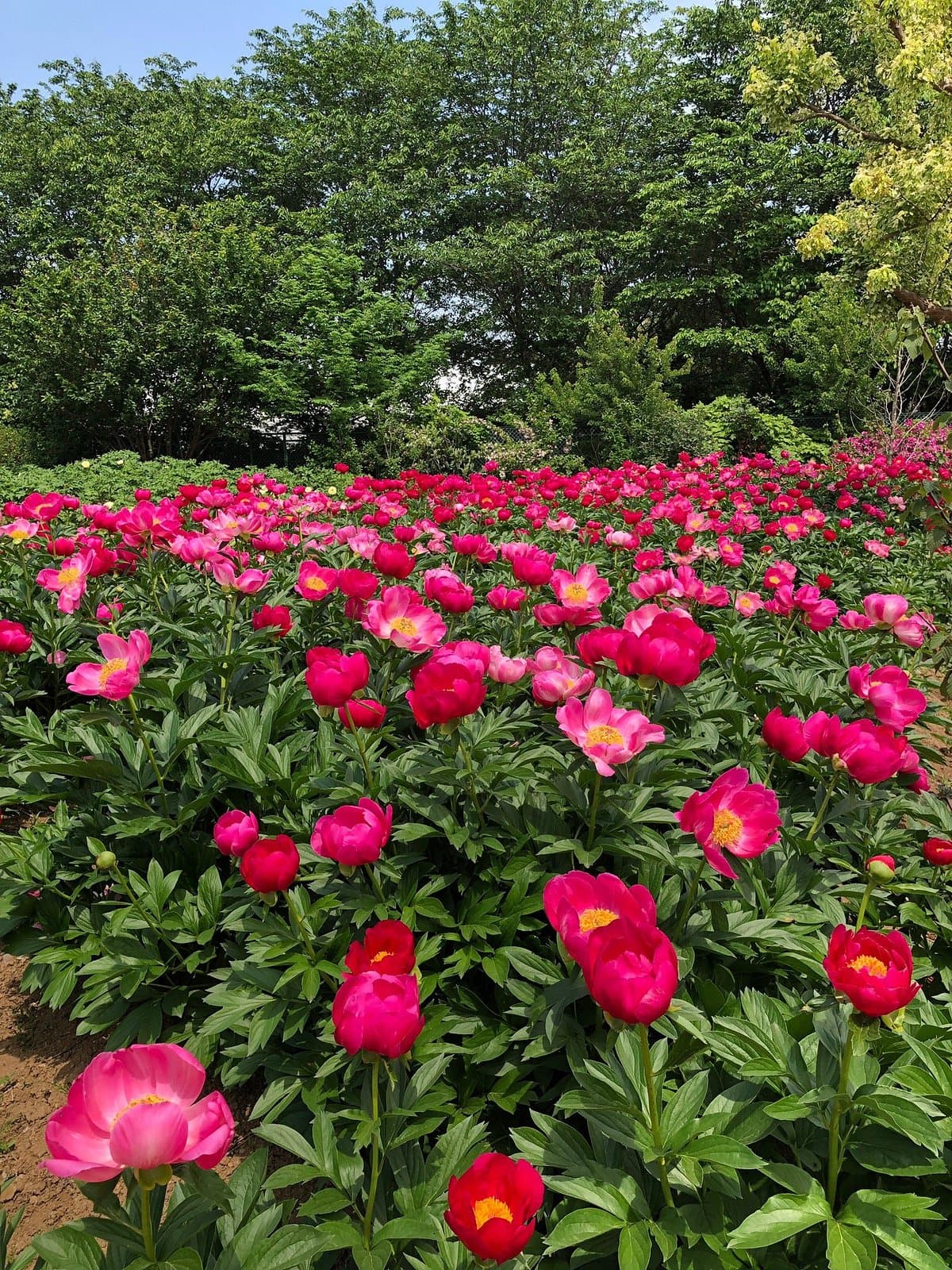 Pfingstrosengarten Tokio (Tsukuba Pfingstrosengarten)
