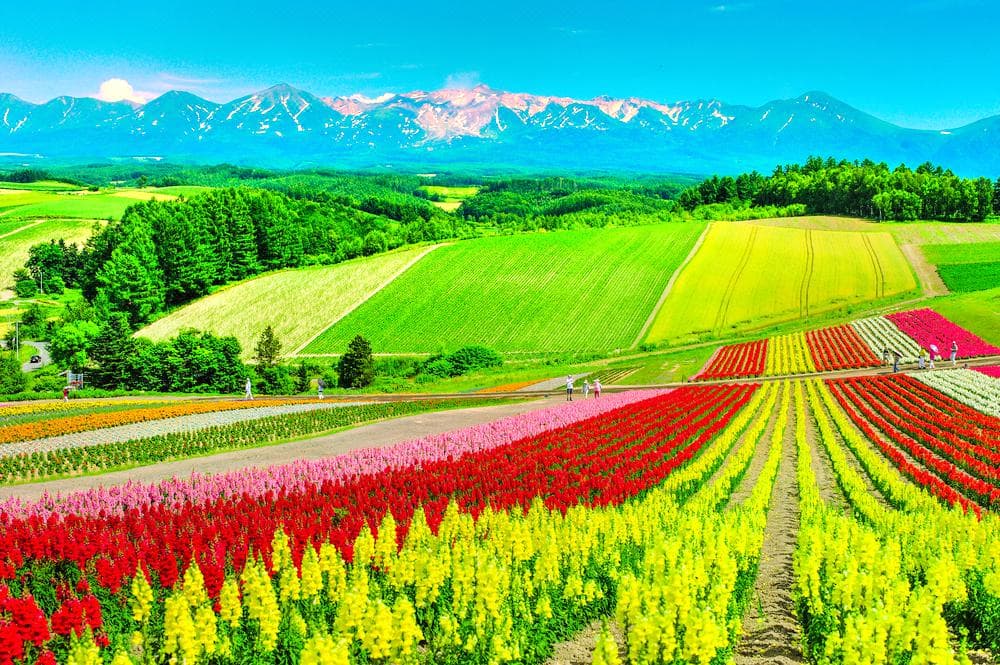 Panoramische Blumengärten Shikisai-no-oka