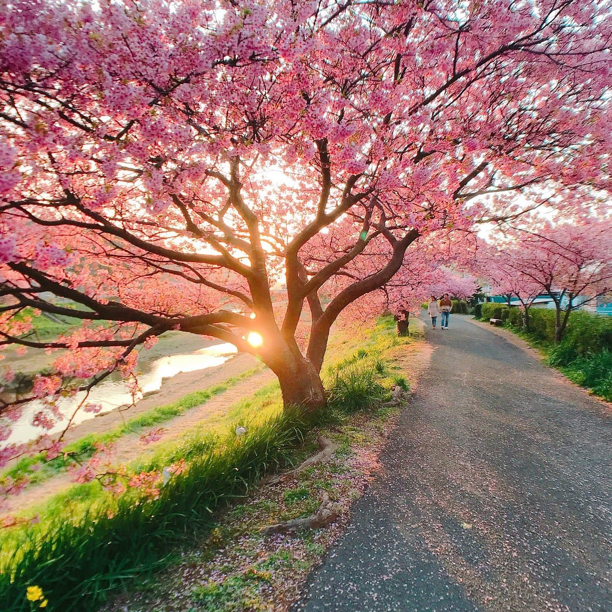 Minamino Kirschblüten- und Nanohana-Festival