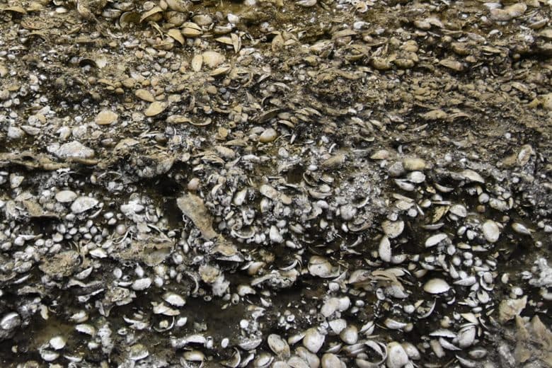 Kasori-Muschelhügel