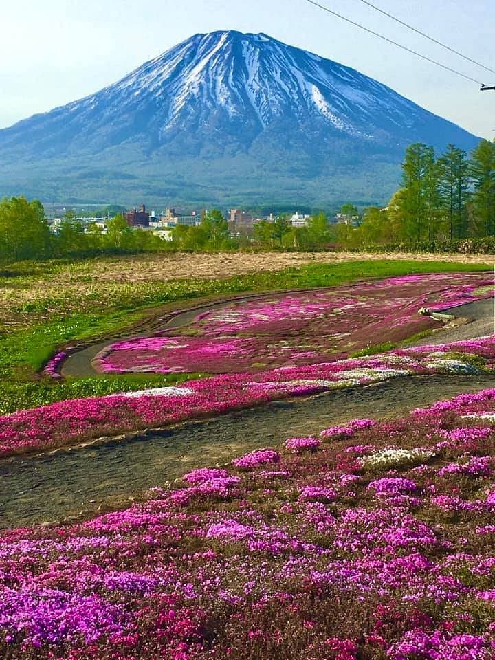 Mishimas Shibazakura-Garten