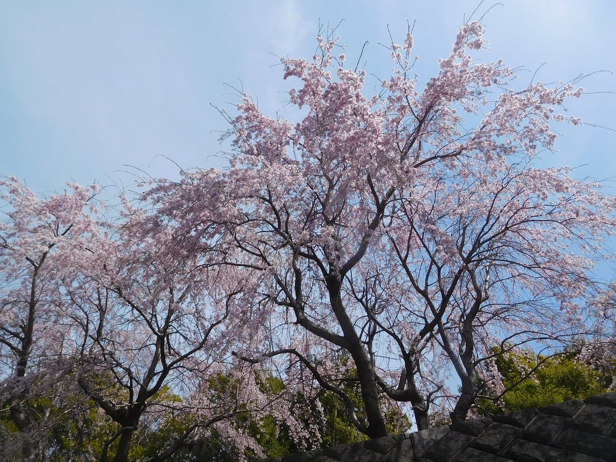Yume Park