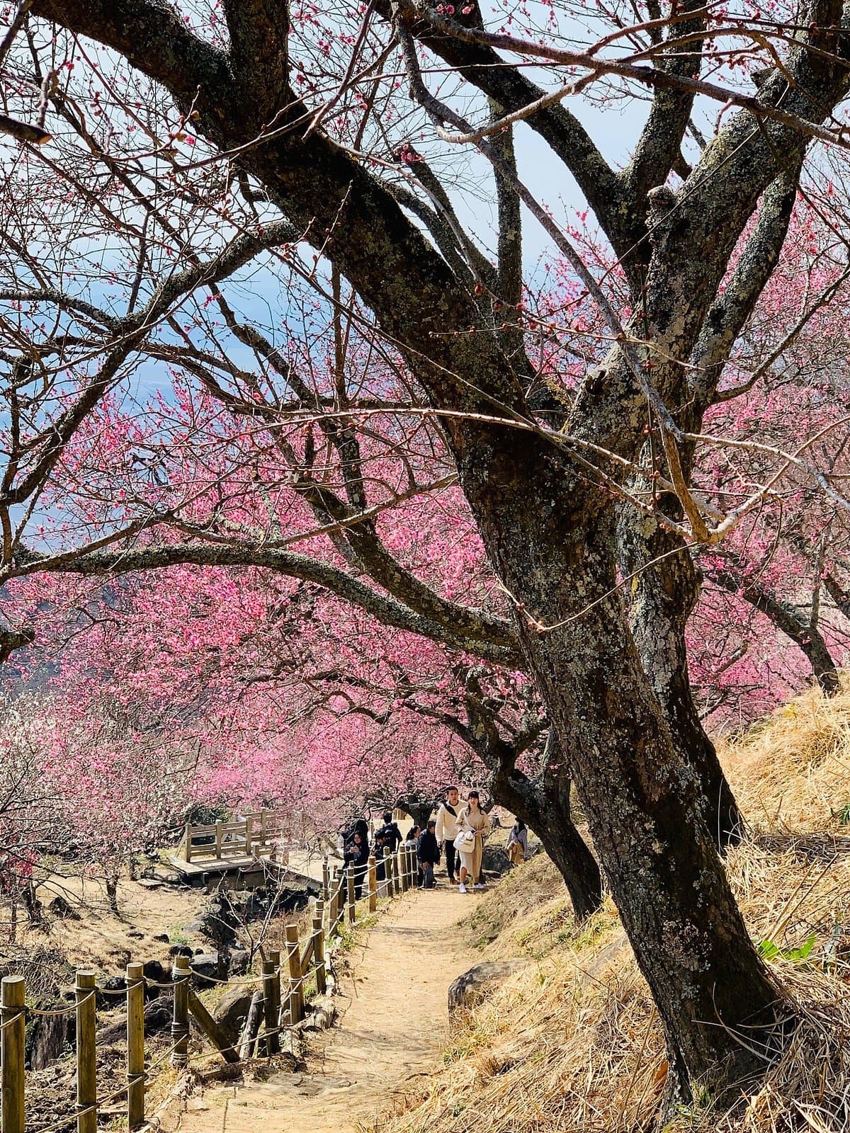 Berg Tsukuba Ume-Blütenfest