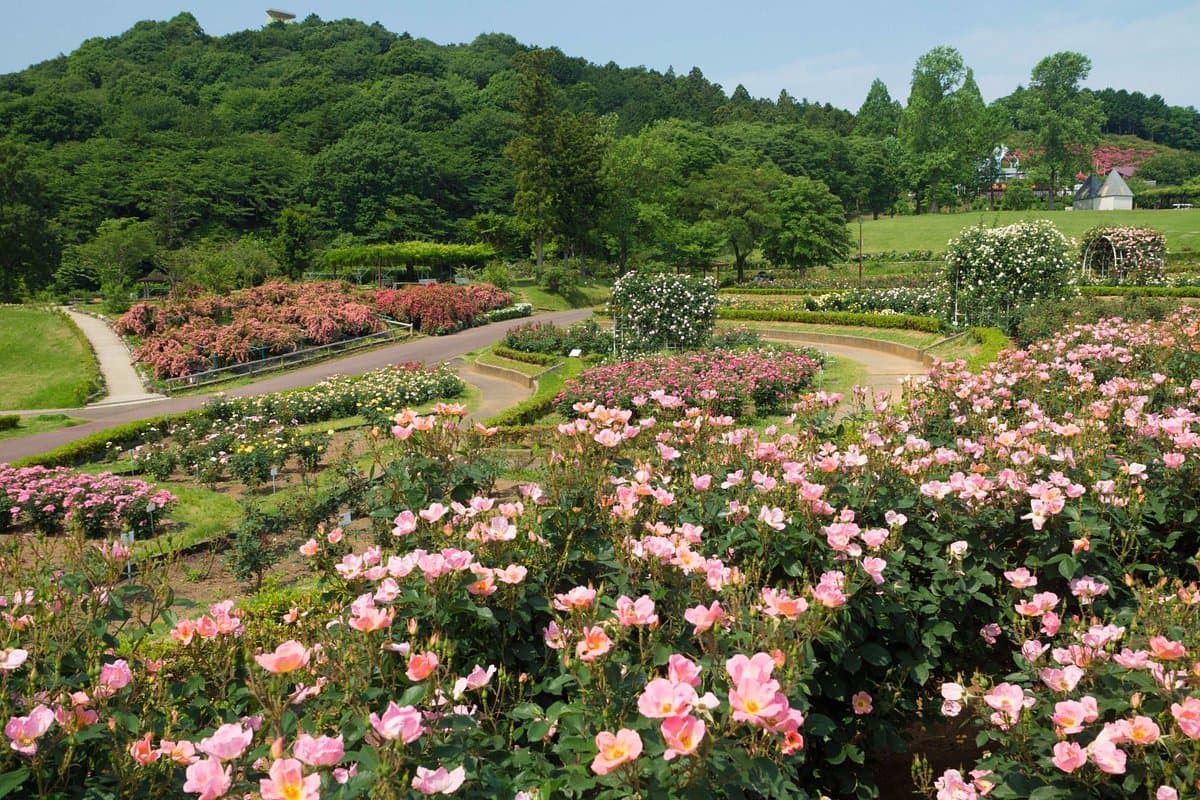 Ibaraki Blumenpark
