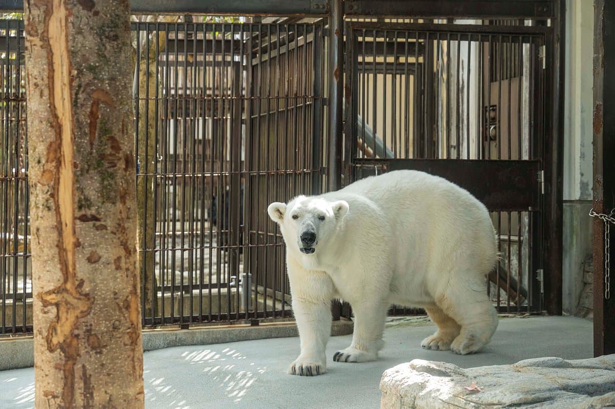 Zoologischer Park Tobe der Präfektur Ehime
