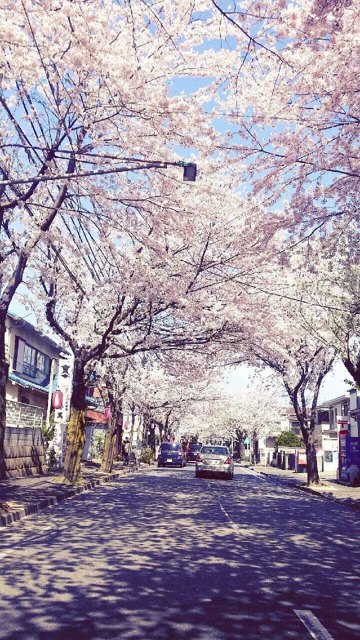 Kirschblütenpromenade Tokiwadaira