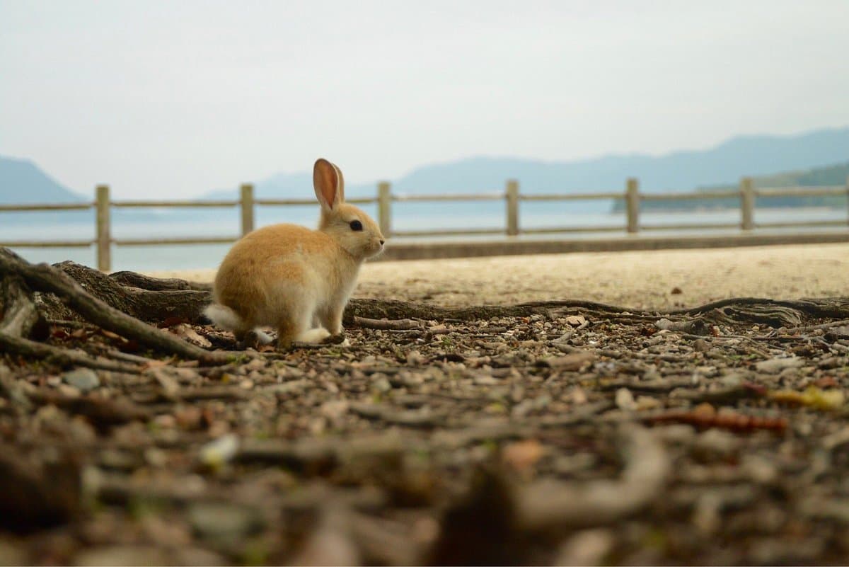 Insel Okununoshima
