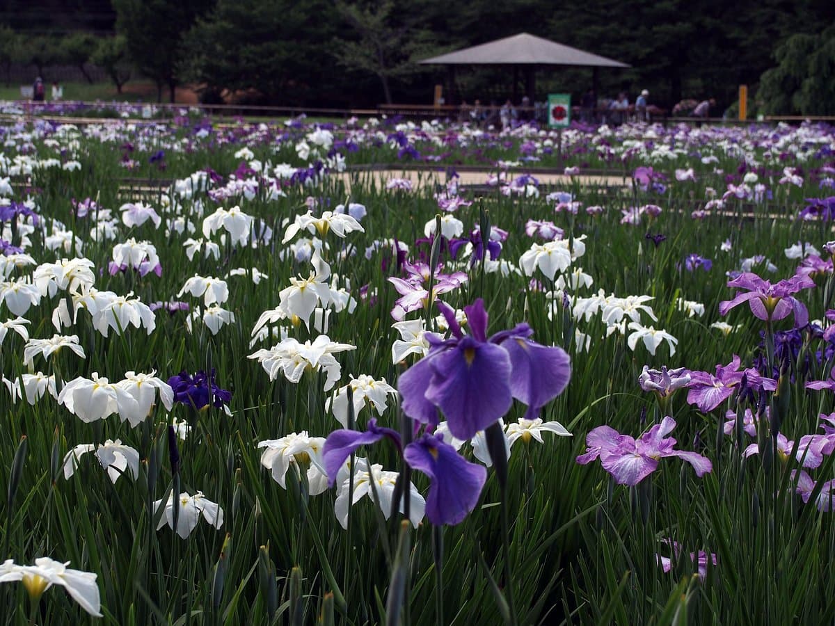 Higashimurayama Iris-Festival