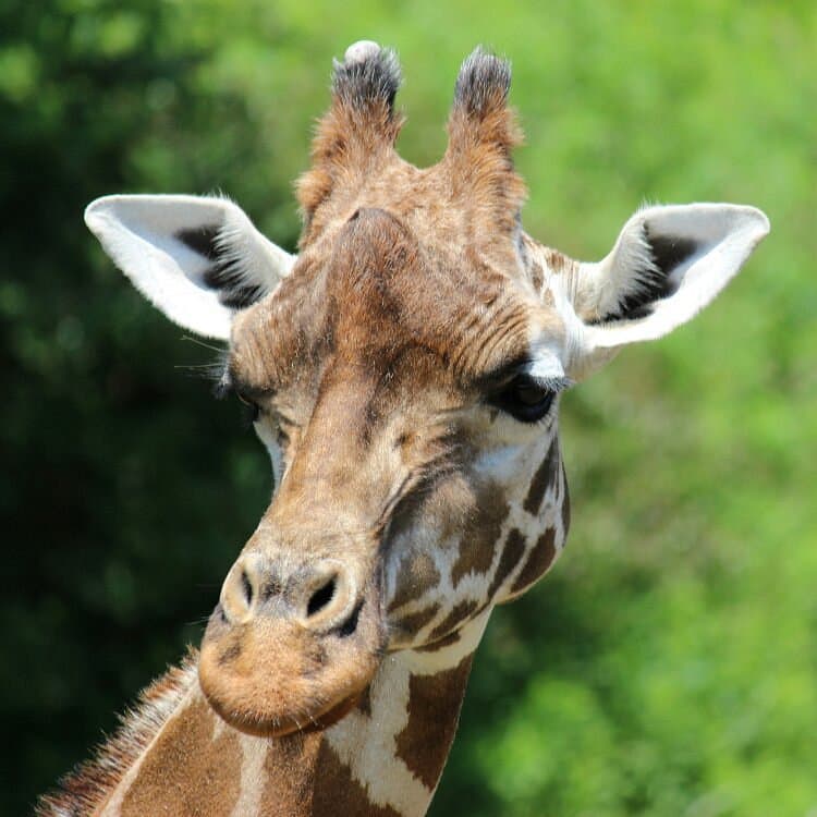 Zoologischer Park Chiba