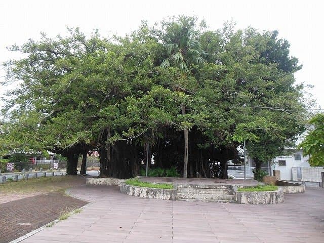 Nago Himpun Banyanbaum