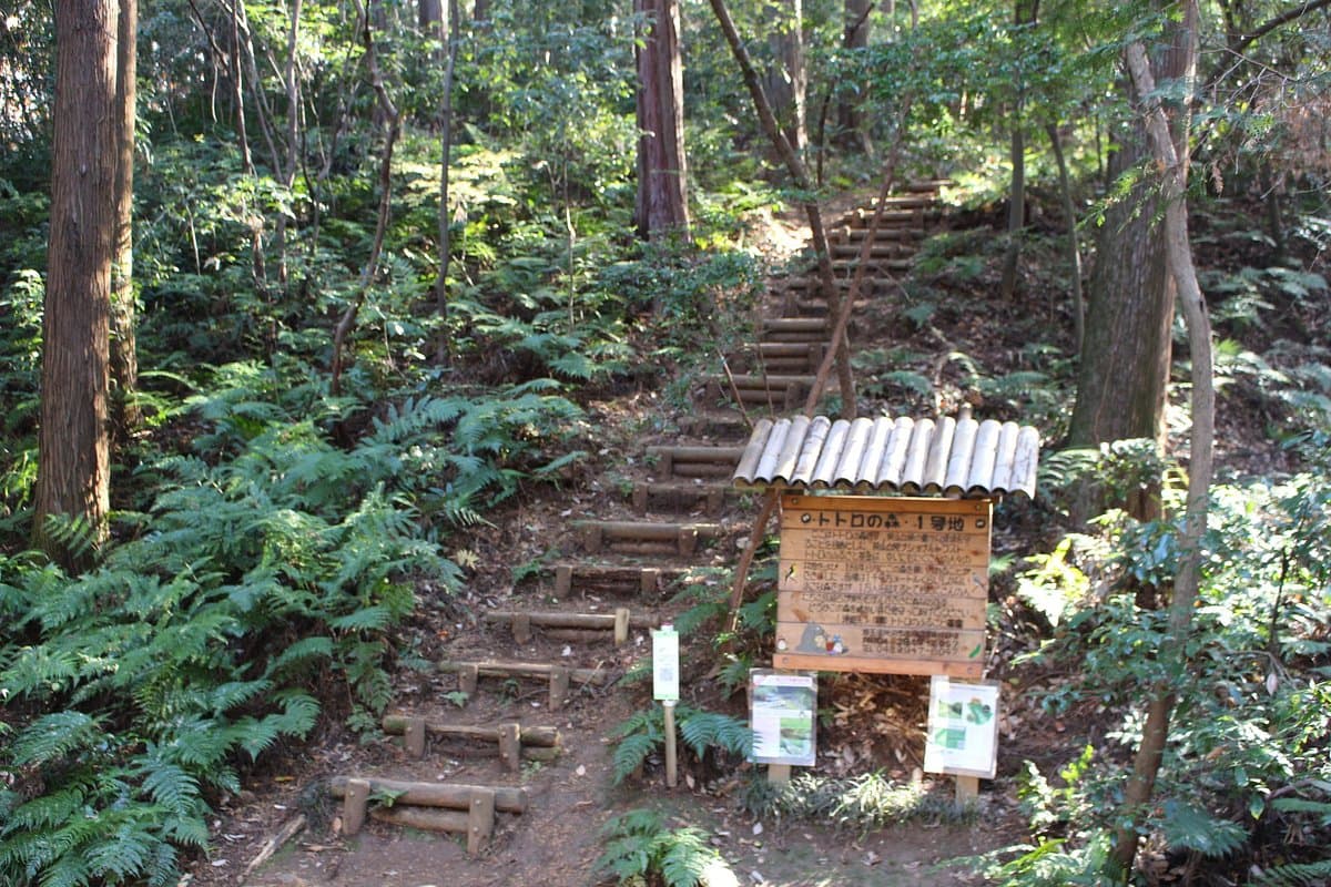 Totoro-Wald