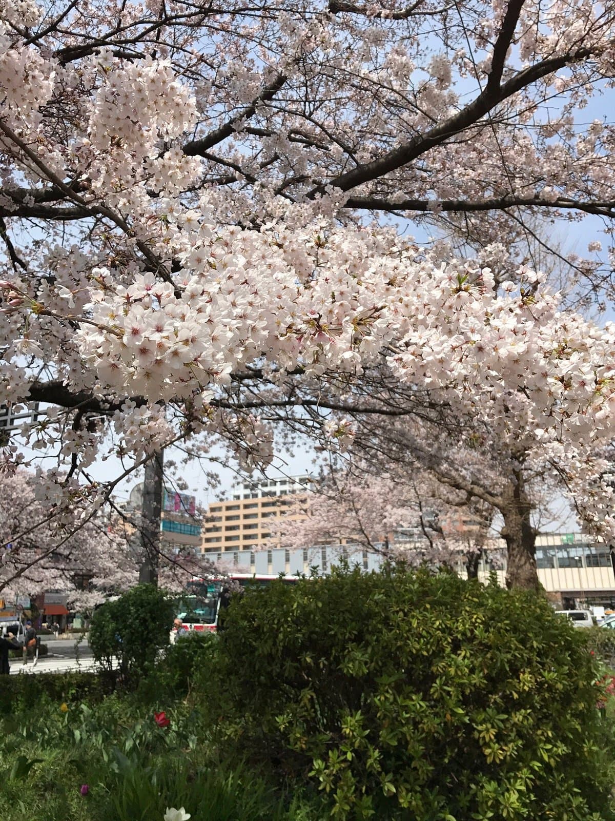 Daigakudori-Straße