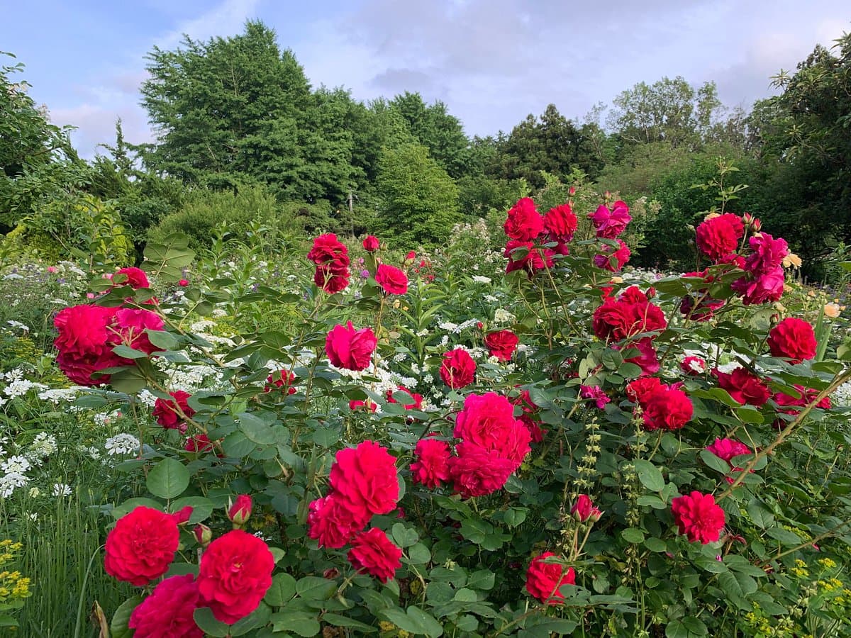 Der Rosengarten „The Dreaming Place“