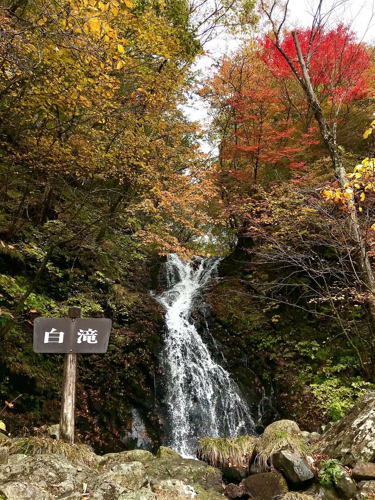 Nichien Momiji Linie