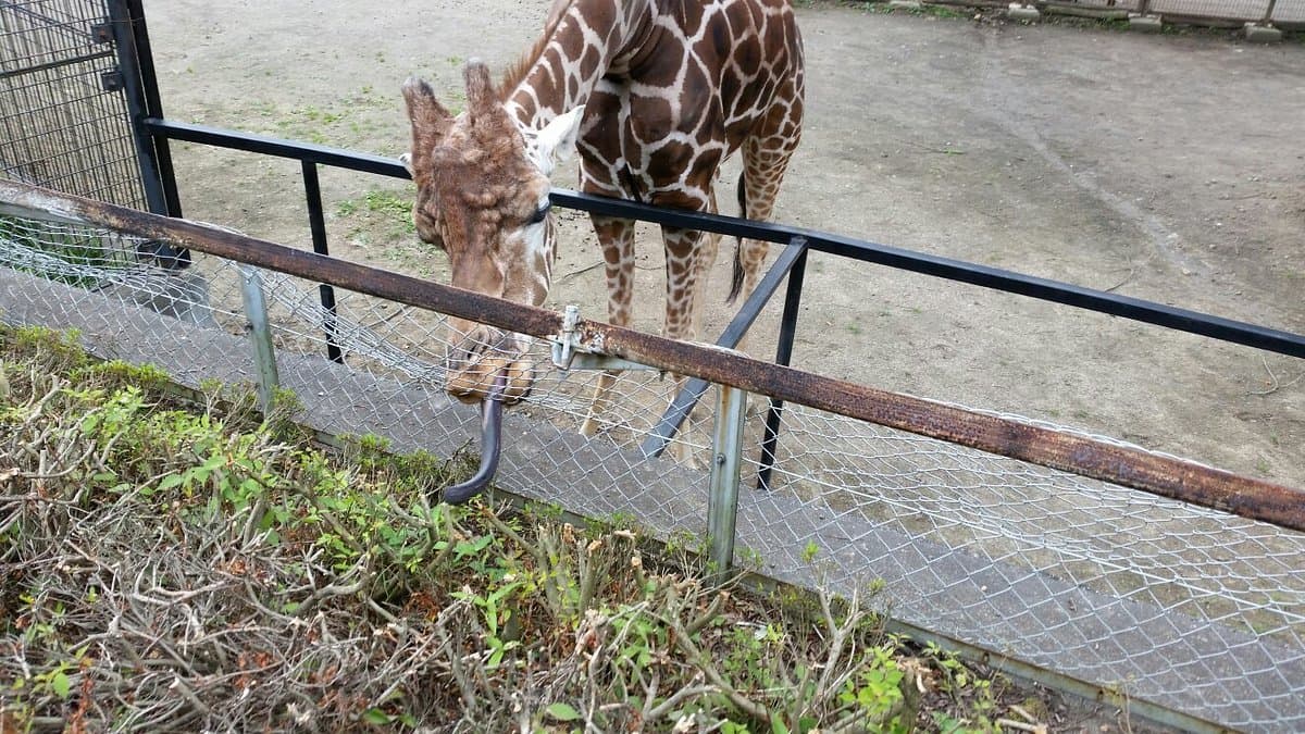 Morioka Zoologischer Park