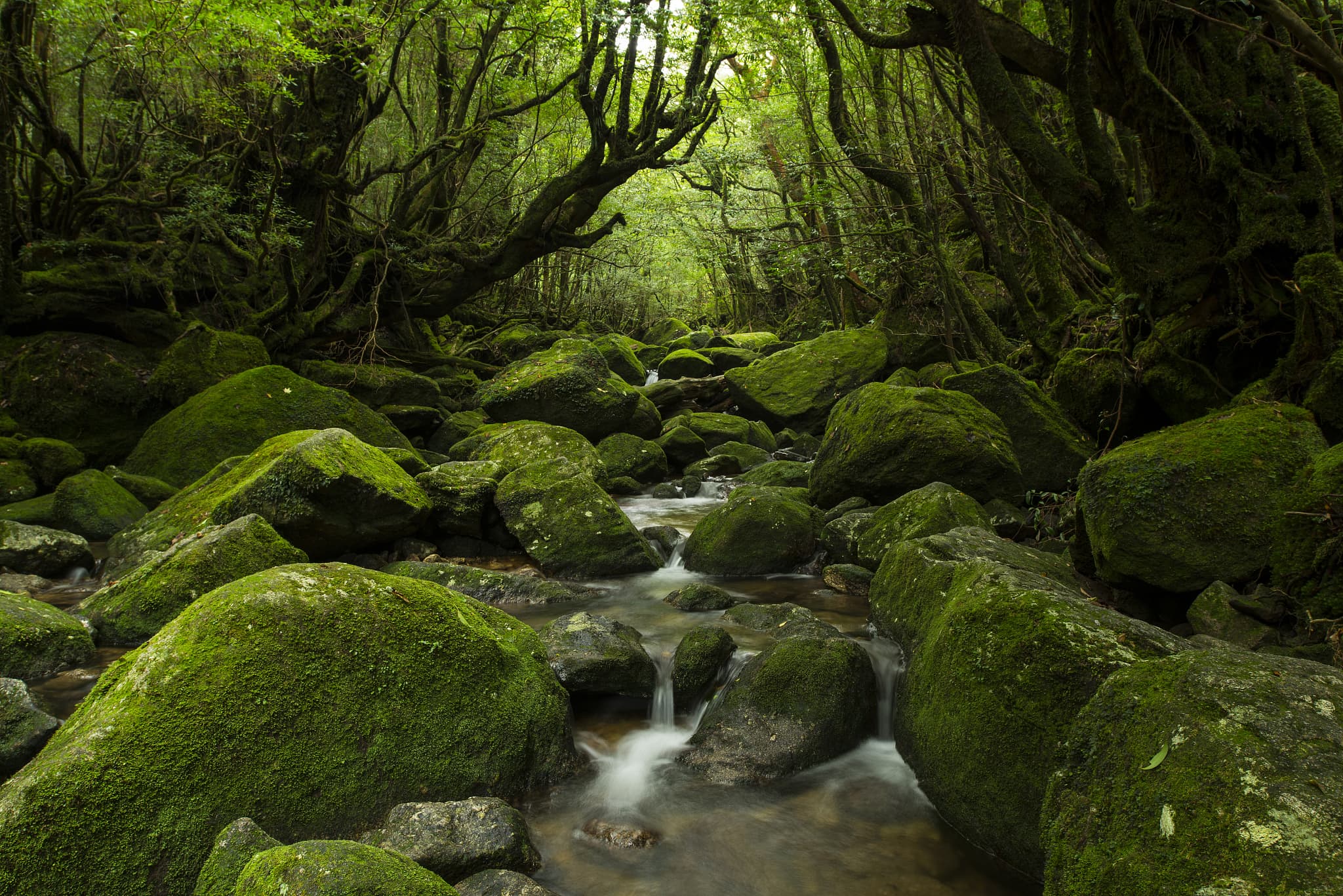 Insel Yakushima
