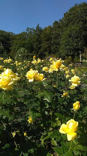 Ikuta Ryokuchi Rosengarten