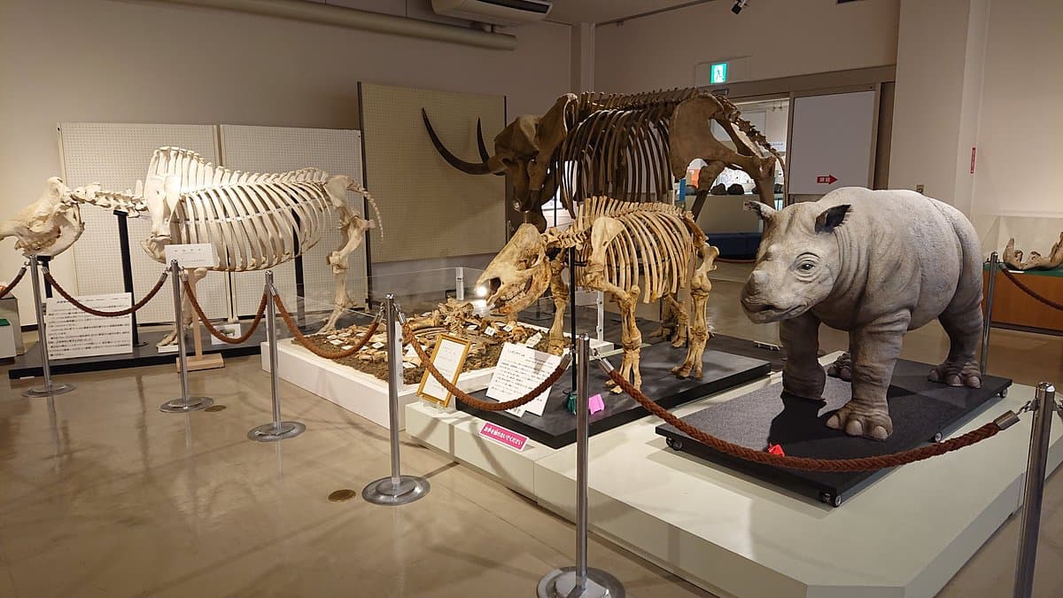 Kuzuu Fossilienmuseum