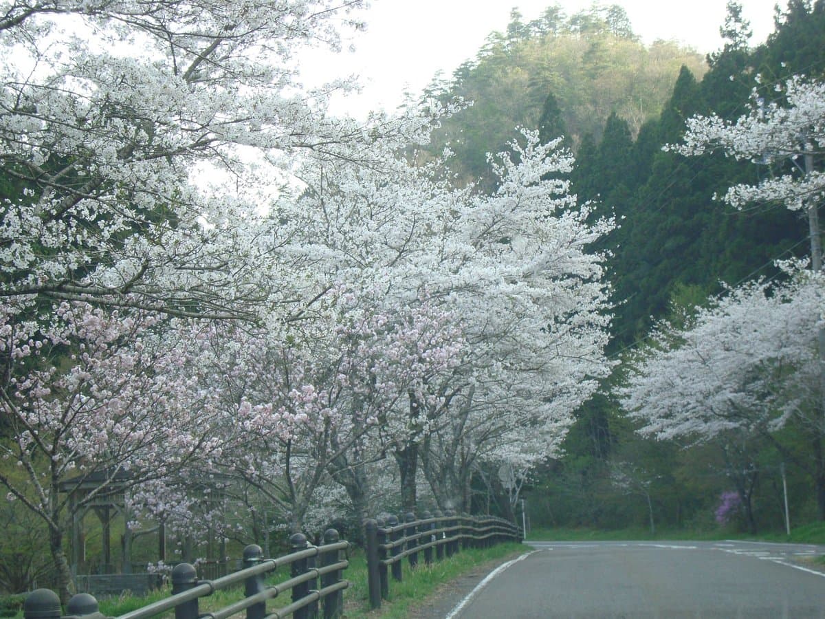 Teraogaharasenbon Sakura Park