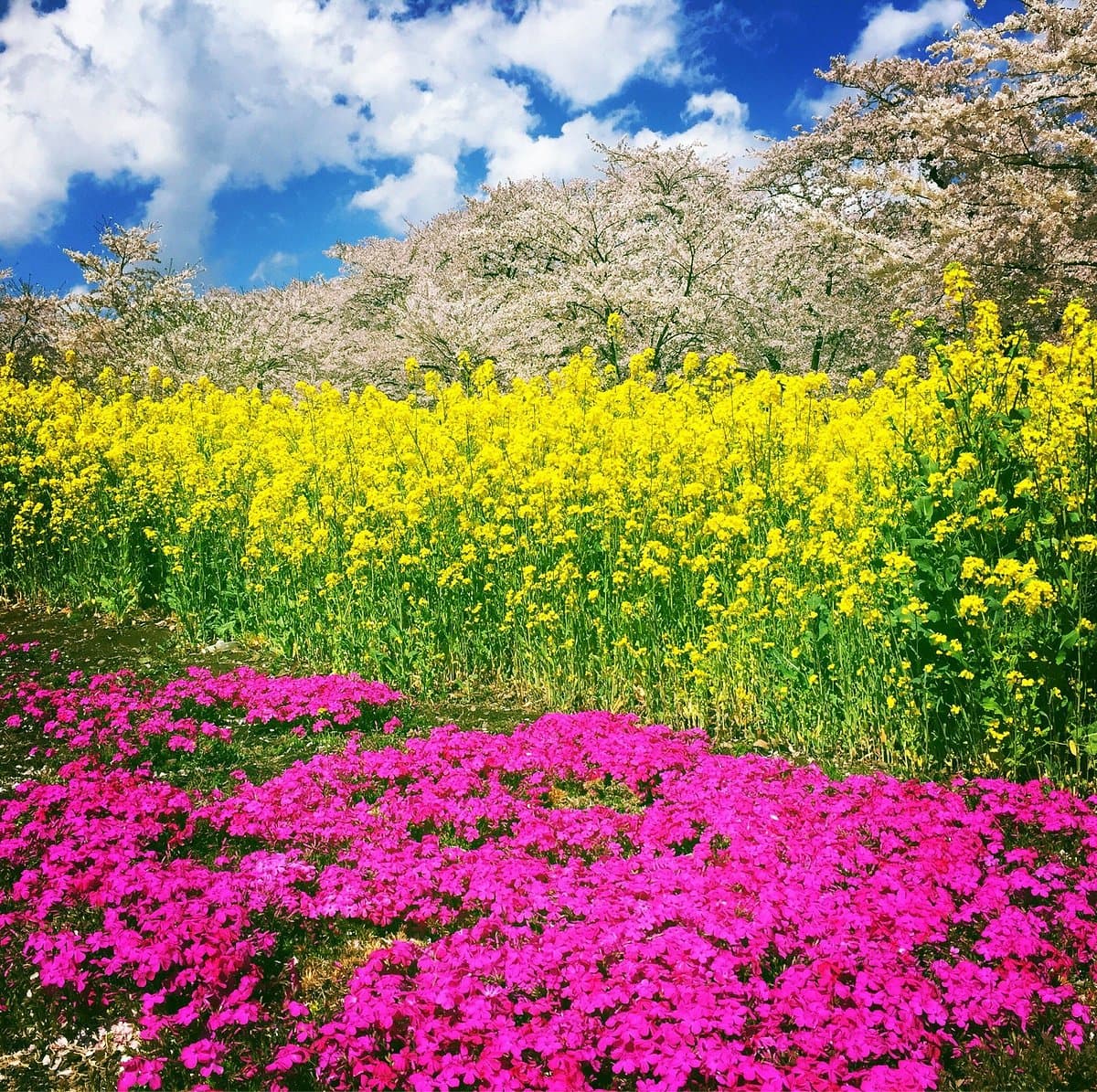 Senbon-Kirschblüte in Akagi Nammen