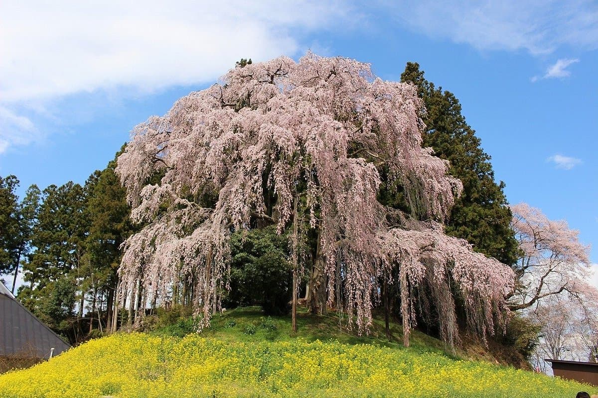 Kassenba no Shidare Zakura (Kirschbaum)
