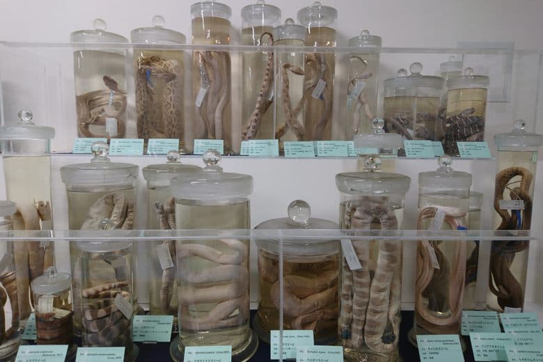 Museum für Tropenmedizin