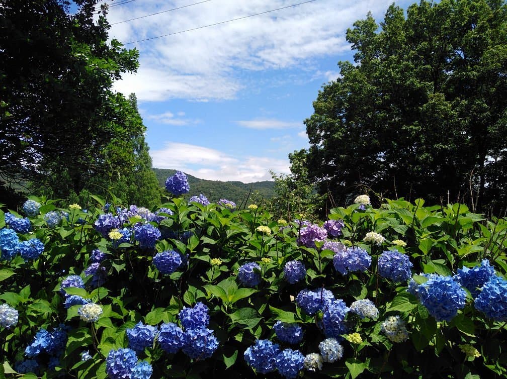 Shimin Shiki no Mori Park