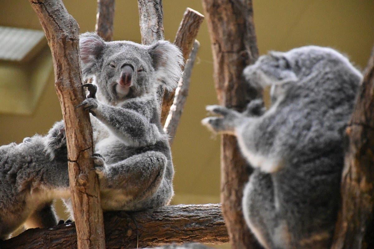 Higashiyama Zoo & Botanischer Garten