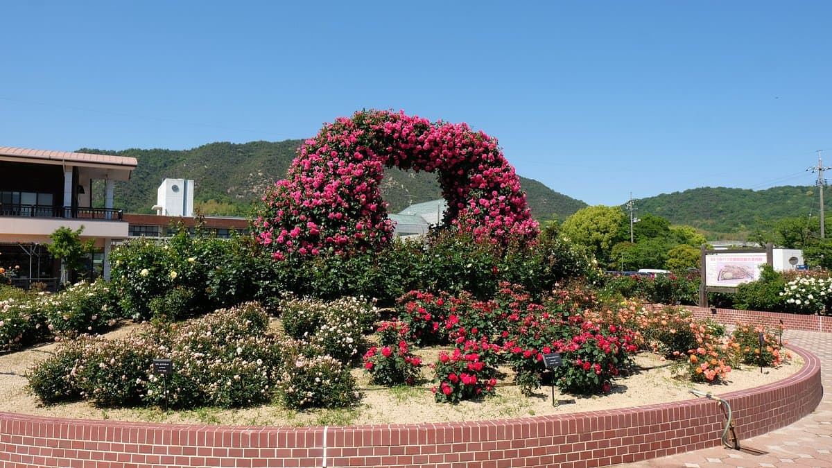 Yoshiumi Rosenpark