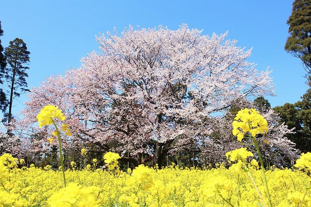 Obyo Kirschblüte
