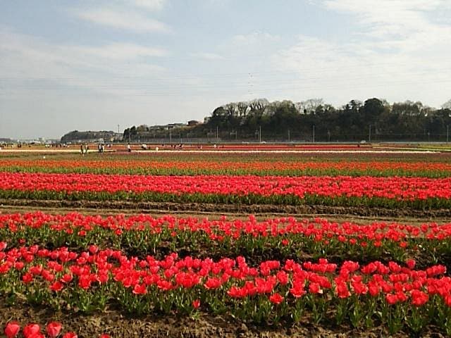 Sakura Furusato Platz