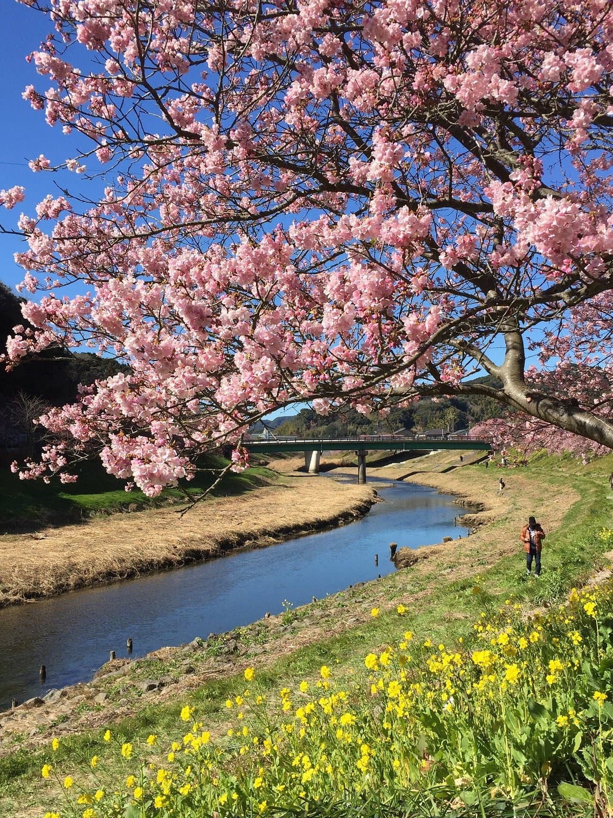 Aono Fluss Kirschblüten